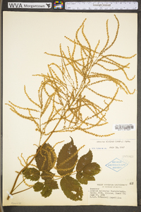 Aruncus dioicus image