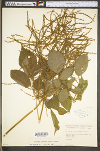 Aruncus dioicus image