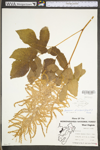 Aruncus dioicus image