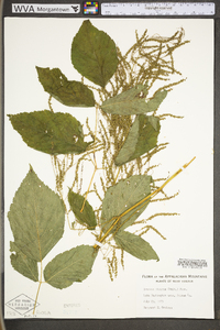 Aruncus dioicus image