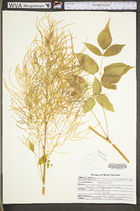 Aruncus dioicus image