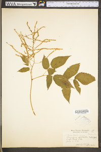 Aruncus dioicus image