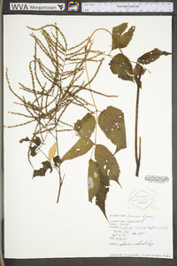 Aruncus dioicus image