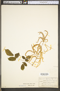 Aruncus dioicus image