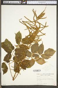 Aruncus dioicus image