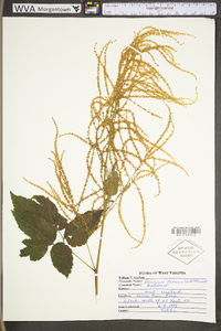 Aruncus dioicus image