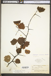 Crataegus arcana image