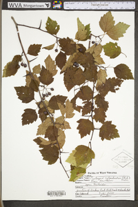 Crataegus calpodendron image