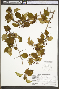 Crataegus calpodendron image