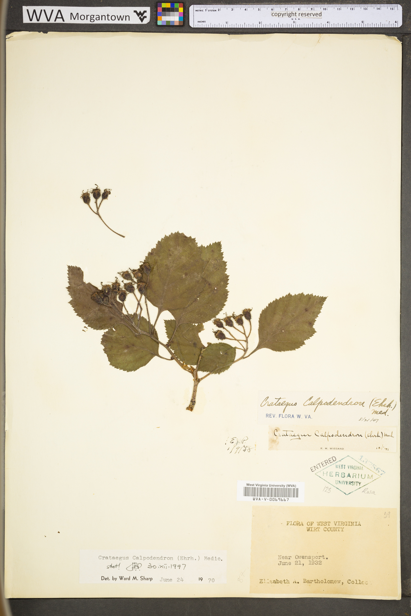 Crataegus calpodendron image