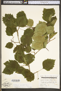 Crataegus pringlei image