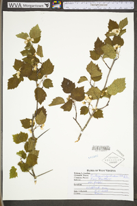 Crataegus calpodendron image