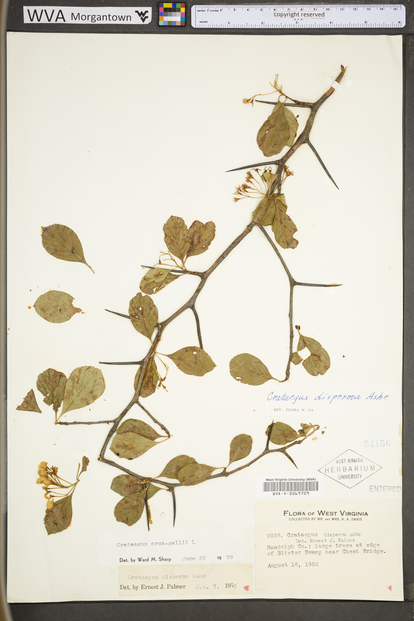 Crataegus × disperma image