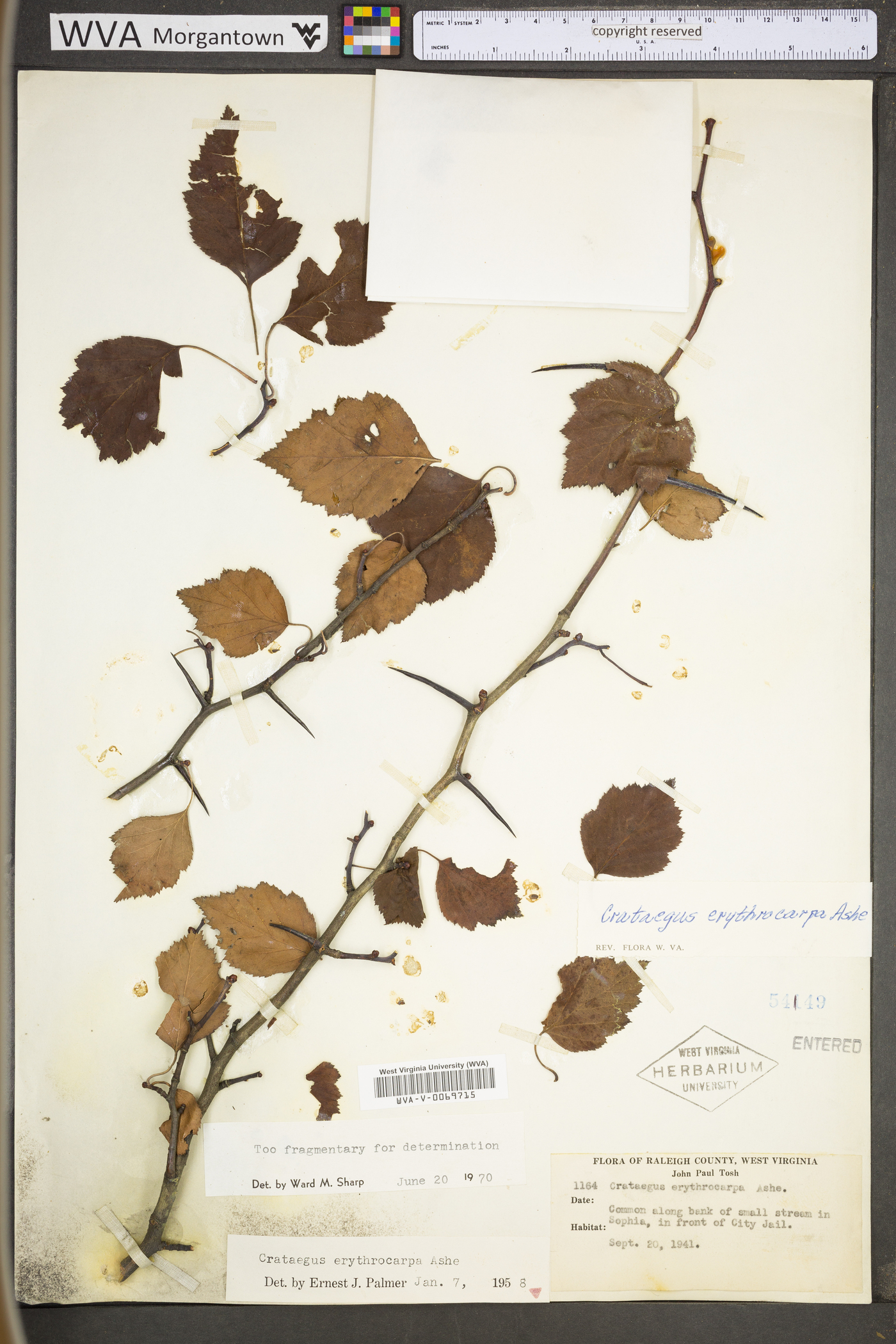 Crataegus erythrocarpa image