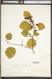 Crataegus holmesiana image