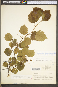 Crataegus holmesiana image