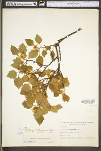 Crataegus intricata image