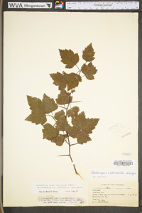 Crataegus intricata image