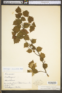 Crataegus iracunda image