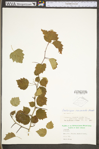 Crataegus iracunda image