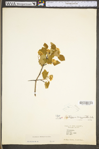 Crataegus margarettae image