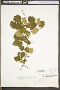 Crataegus margarettae image