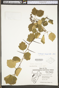 Crataegus margarettae image