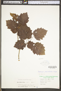 Crataegus pedicellata image