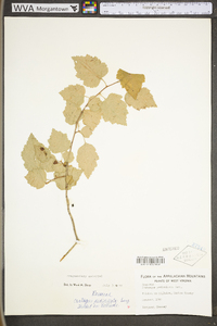 Crataegus pedicellata image