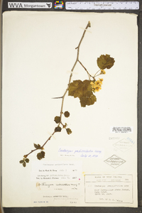 Crataegus pedicellata image