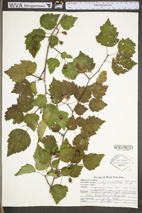 Crataegus pedicellata image