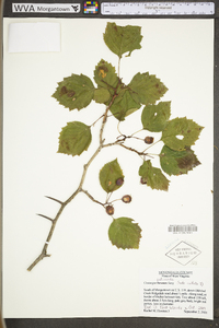 Crataegus pedicellata image