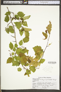 Crataegus pedicellata image