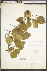 Crataegus pruinosa image