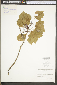 Crataegus pruinosa image