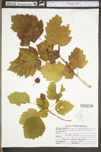 Crataegus pulcherrima image