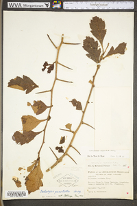 Crataegus punctata image