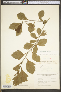 Crataegus punctata image