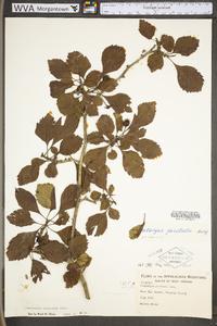 Crataegus punctata image