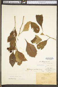 Crataegus punctata image