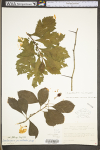 Crataegus punctata image