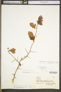 Crataegus punctata image