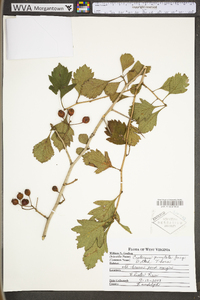 Crataegus punctata image