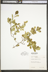 Crataegus uniflora image