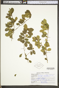 Crataegus uniflora image