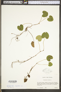 Dalibarda repens image