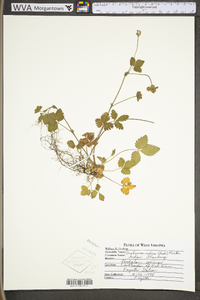 Potentilla indica image