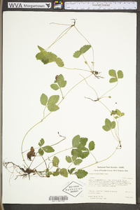 Potentilla indica image