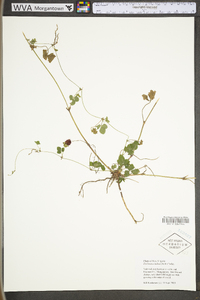 Potentilla indica image