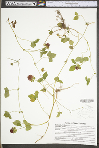 Potentilla indica image